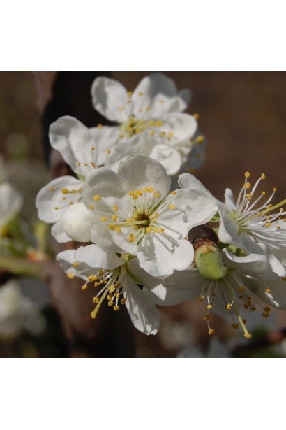 Цвітіння сливи Black Gem 